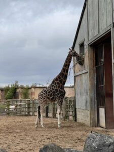 Exploring Flamingo Land Zoo